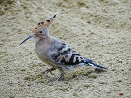 Tiergarten Schönbrunn am 23.03.2023
